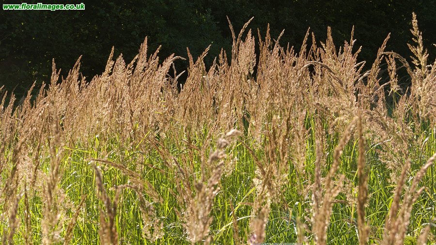 Calamagrostis epigejos