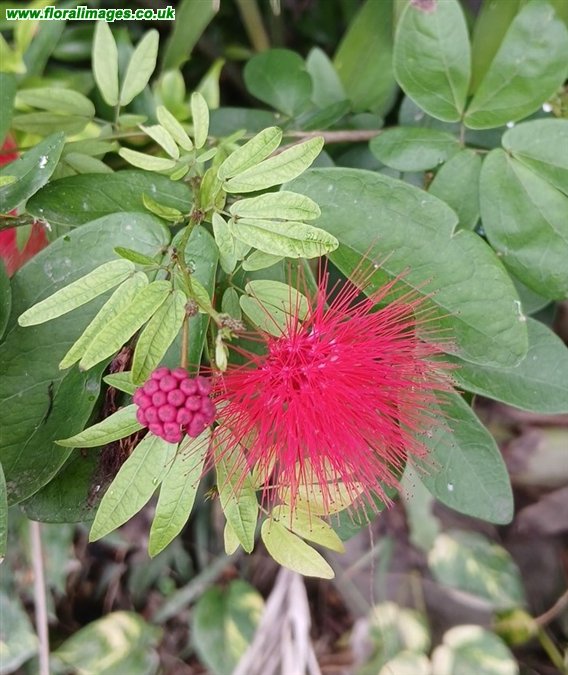 Calliandra tergemina