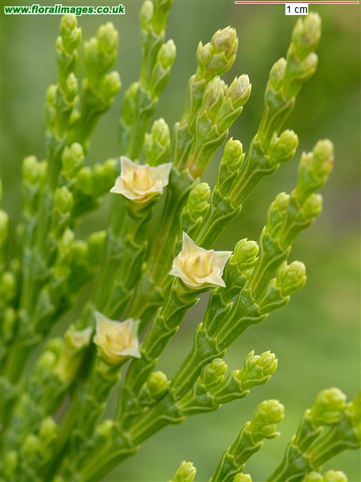 Calocedrus decurrens