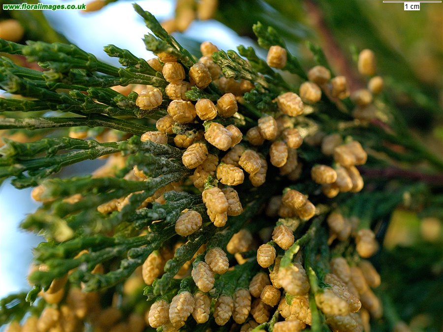 Calocedrus decurrens