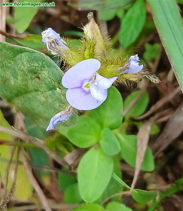 Calopogonium mucunoides