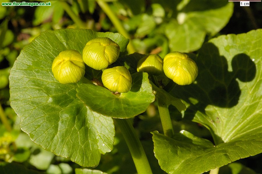 Caltha palustris