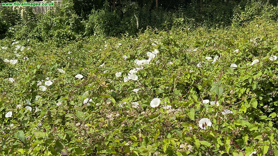 Calystegia silvatica