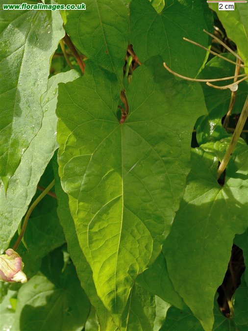 Calystegia silvatica