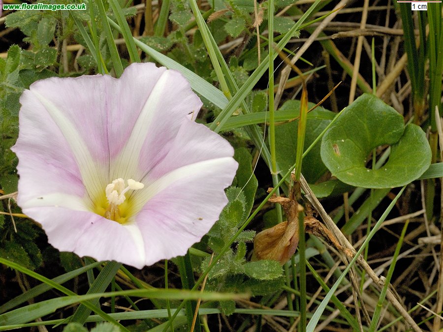Calystegia soldanella