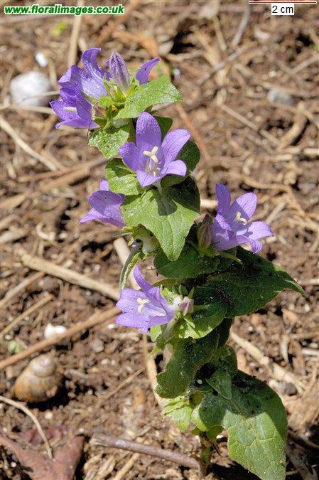 Campanula glomerata