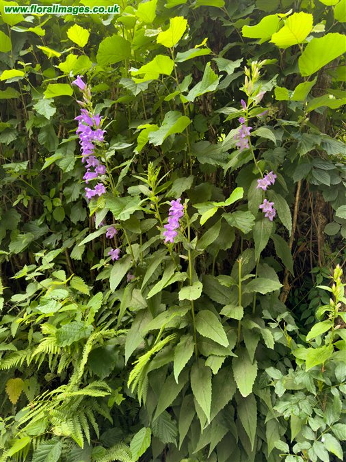 Campanula latifolia