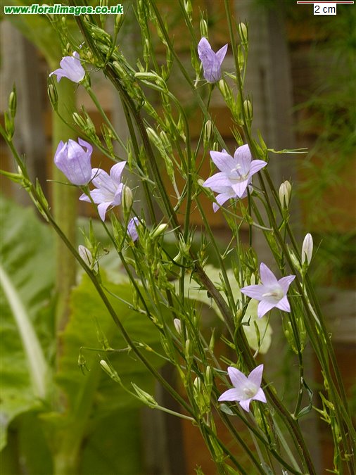 Campanula patula