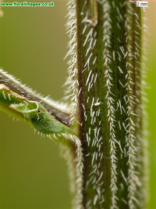 Campanula patula