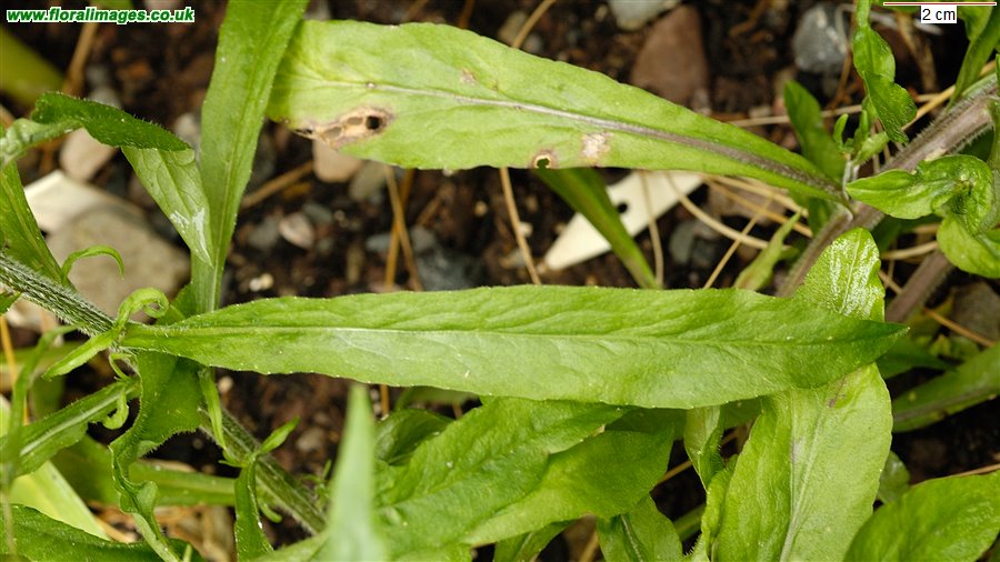Campanula patula