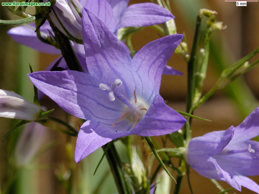 Campanula patula
