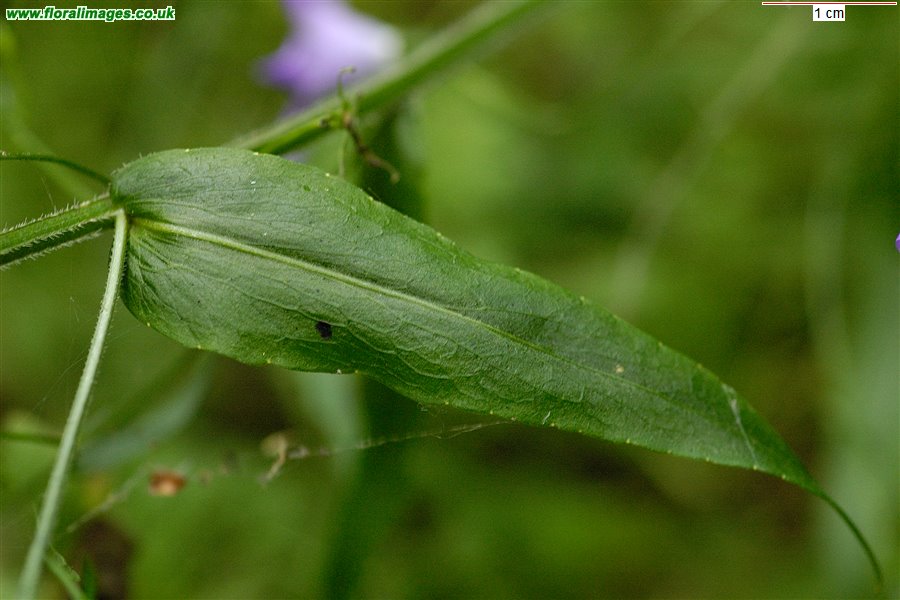 Campanula patula