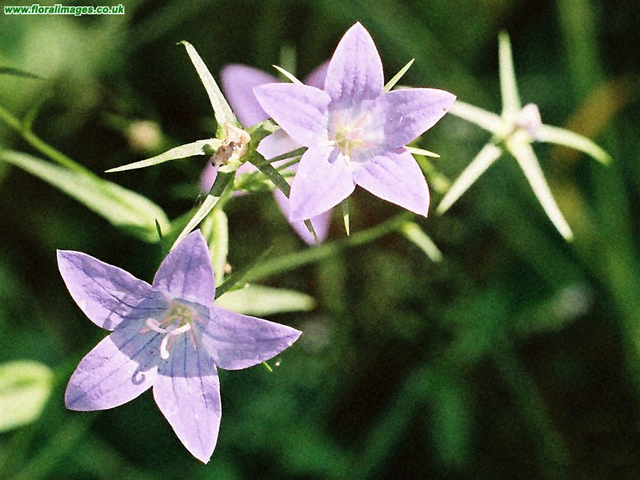 Campanula patula