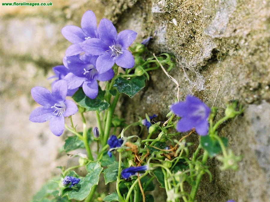 Campanula portenschlagiana