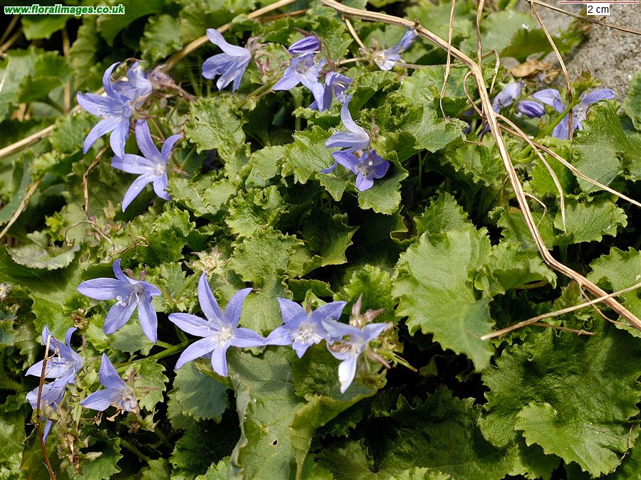 Campanula poscharskyana
