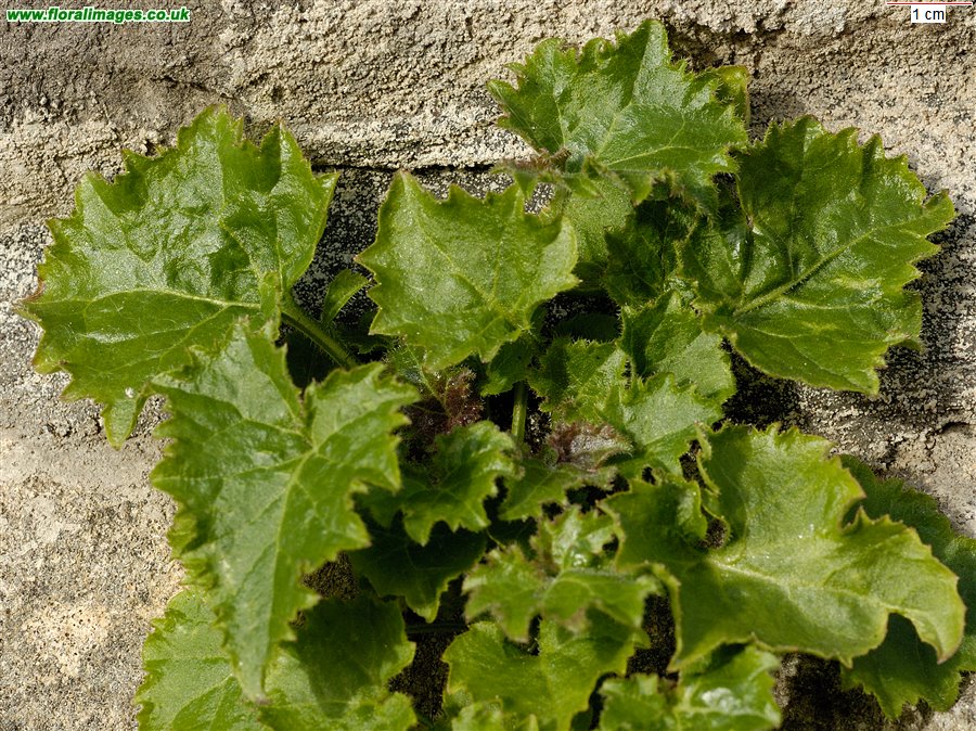 Campanula poscharskyana