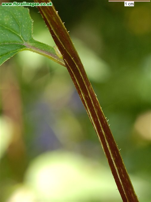 Campanula trachelium