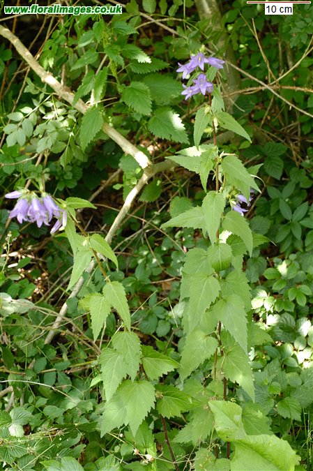 Campanula trachelium