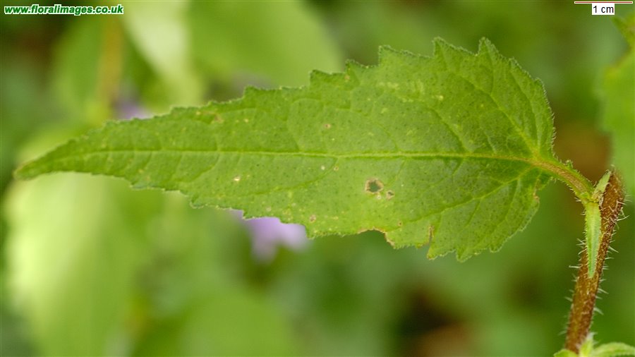 Campanula trachelium