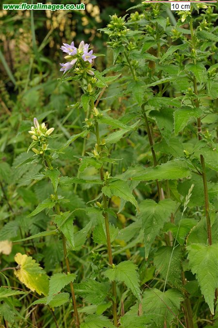 Campanula trachelium
