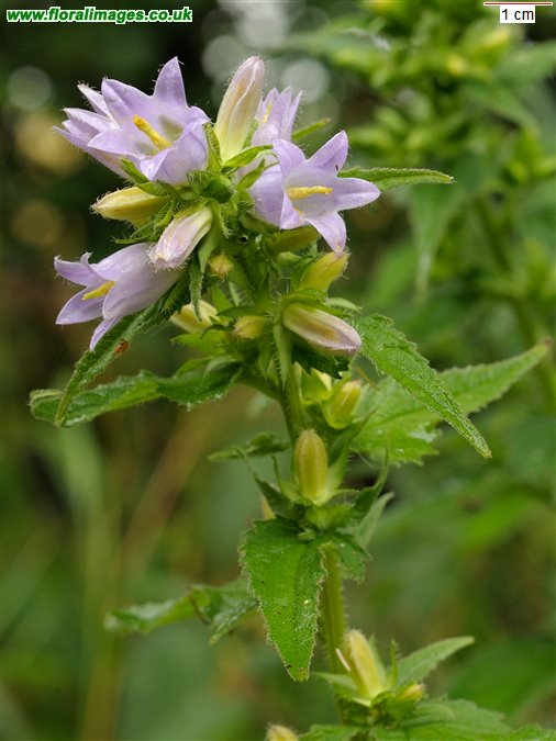 Campanula trachelium