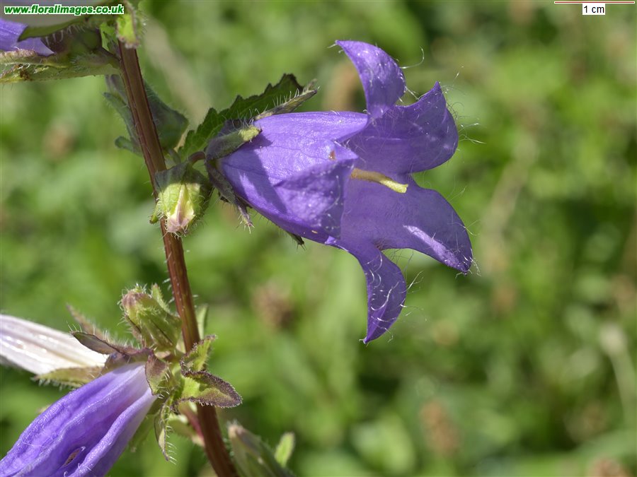 Campanula trachelium