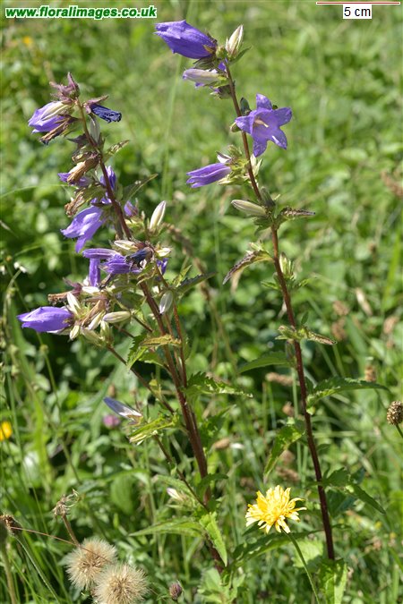 Campanula trachelium