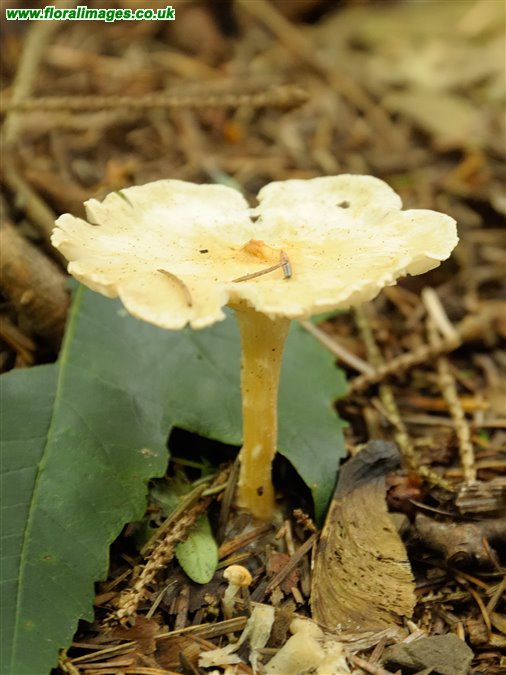 Cantharellus cibarius