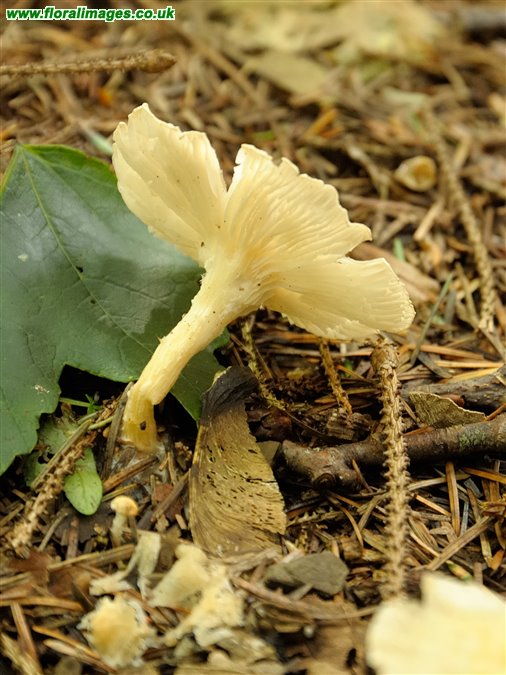 Cantharellus cibarius