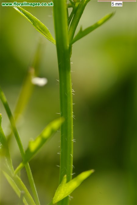 Cardamine flexuosa