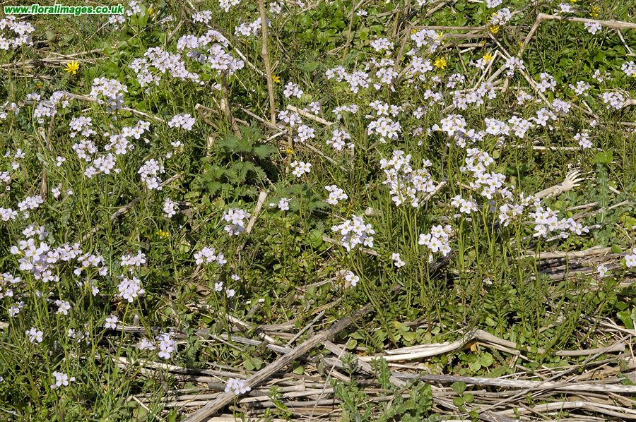 Cardamine pratensis