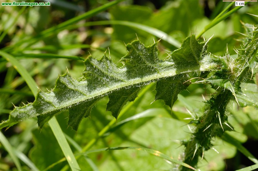 Carduus crispus