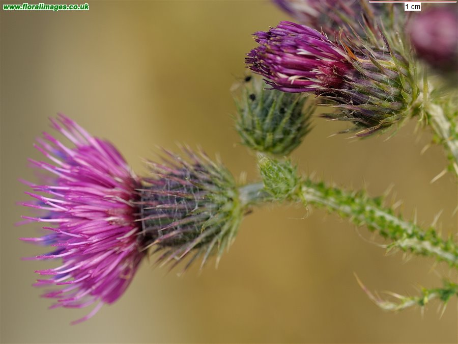 Carduus crispus