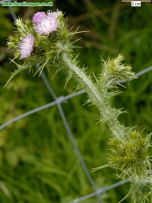 Carduus tenuiflorus