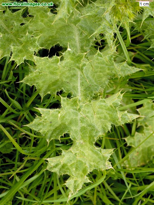 Carduus tenuiflorus