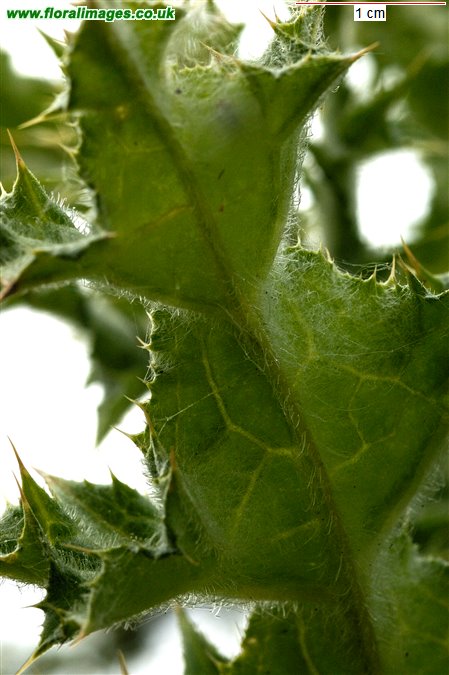 Carduus tenuiflorus