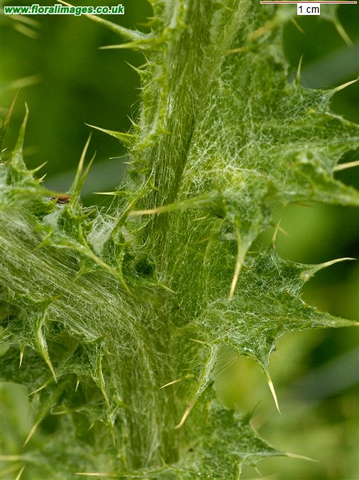 Carduus tenuiflorus