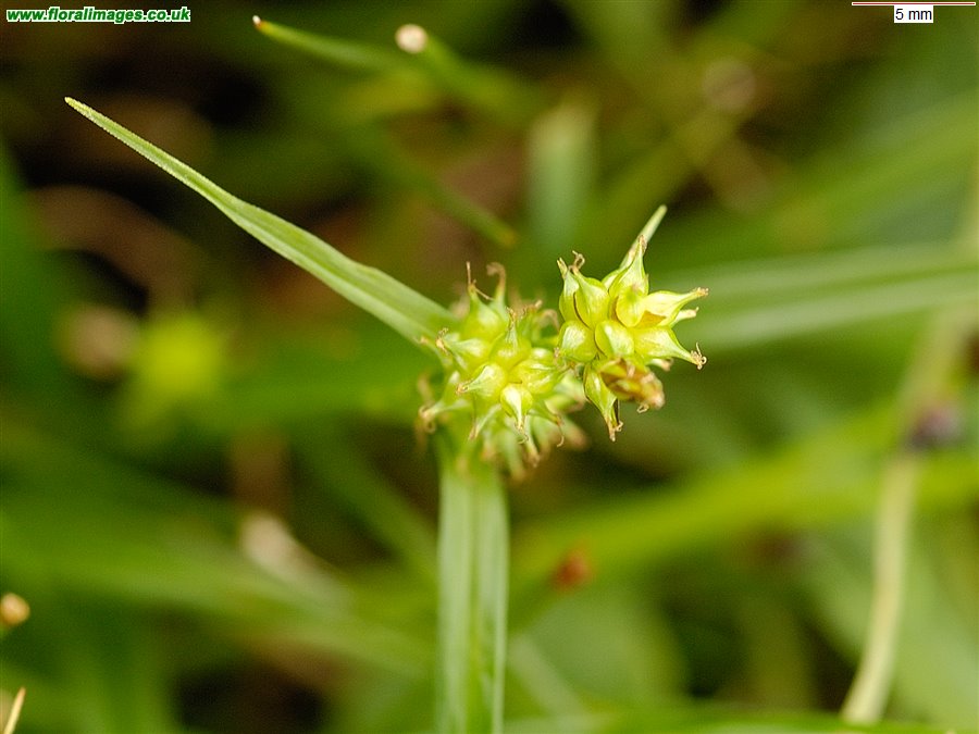 Carex demissa