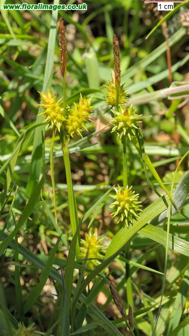 Carex demissa