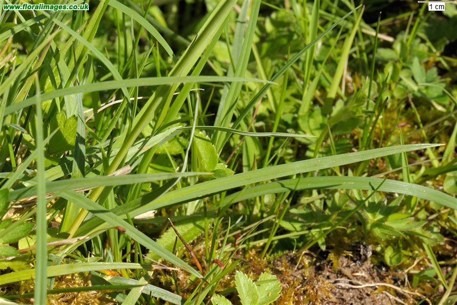 Carex flacca