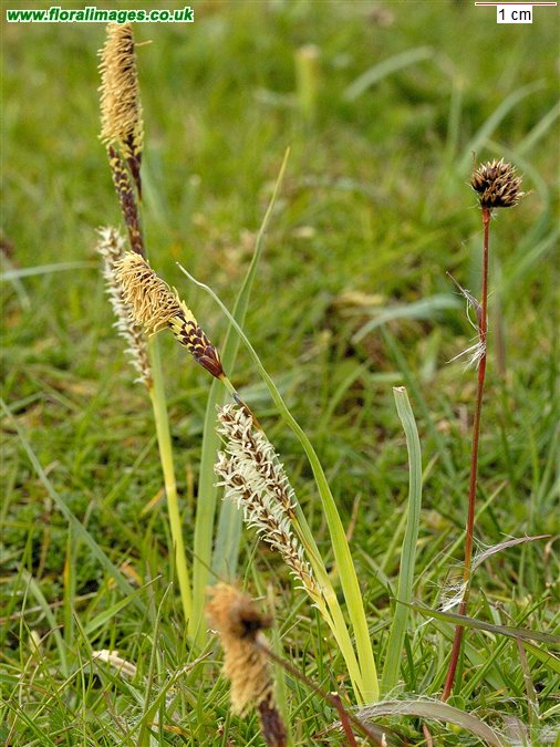 Carex flacca
