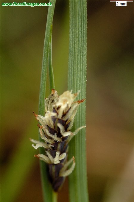 Carex panicea