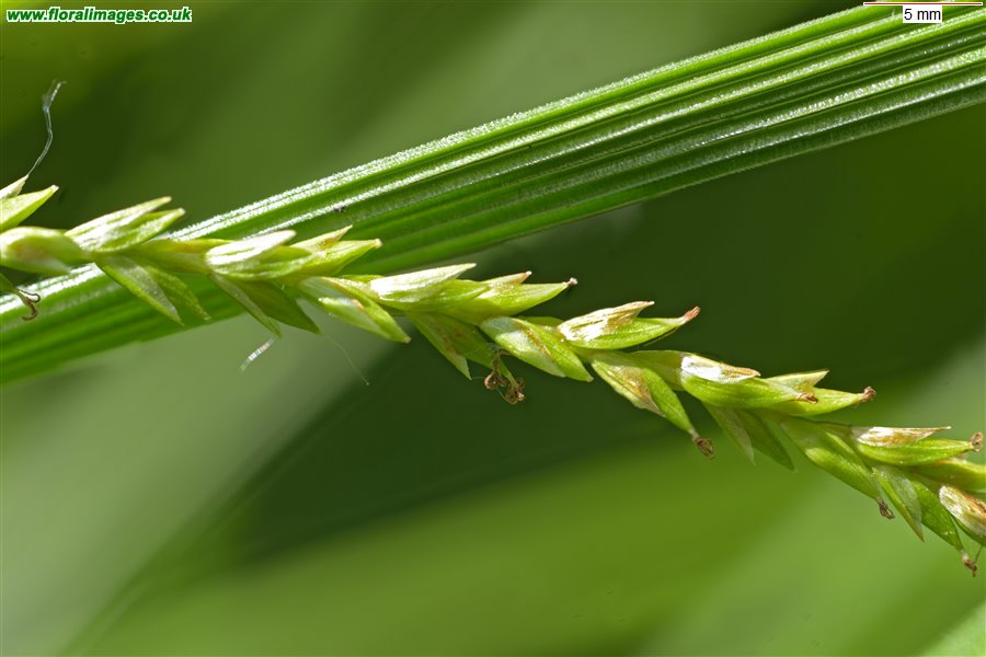 Carex strigosa