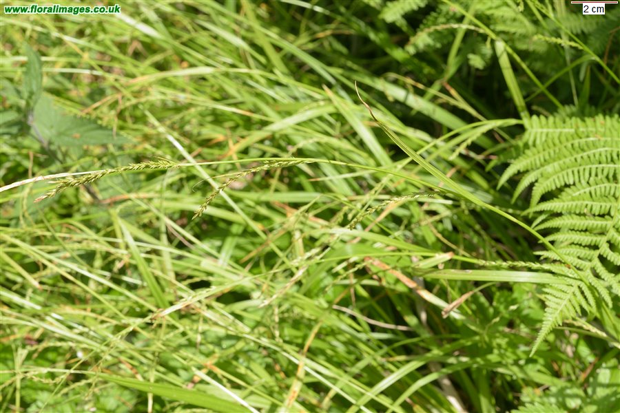 Carex strigosa