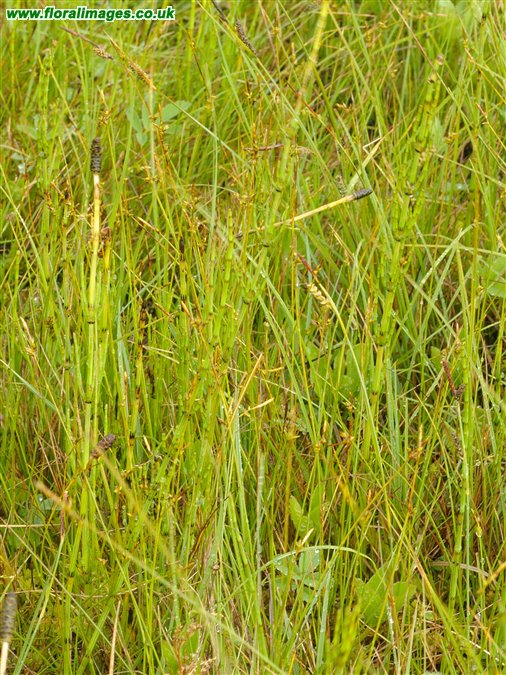 Carex x gaudiniana