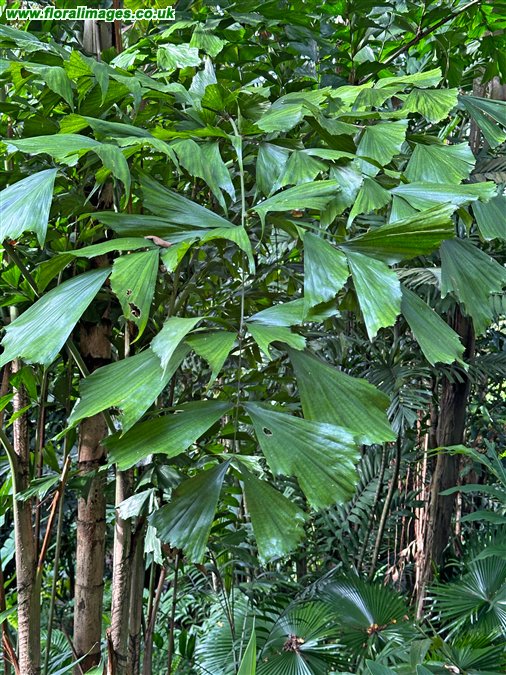 Caryota mitis