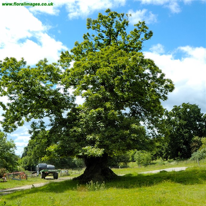 Castanea sativa