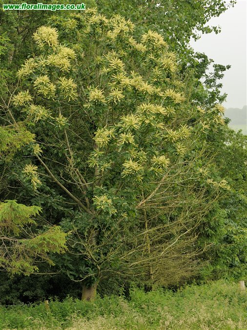 Castanea sativa