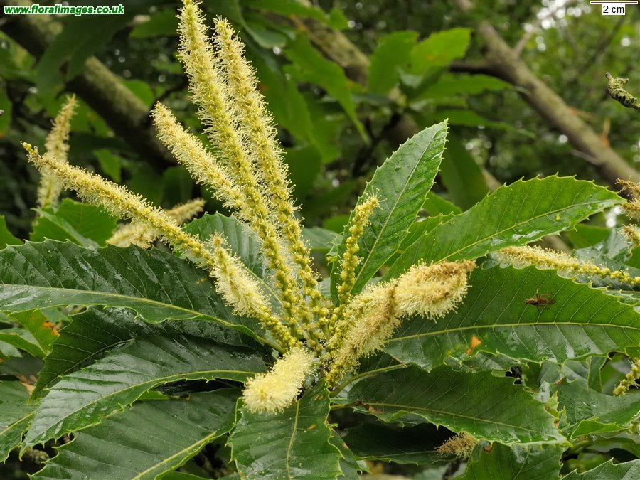 Castanea sativa