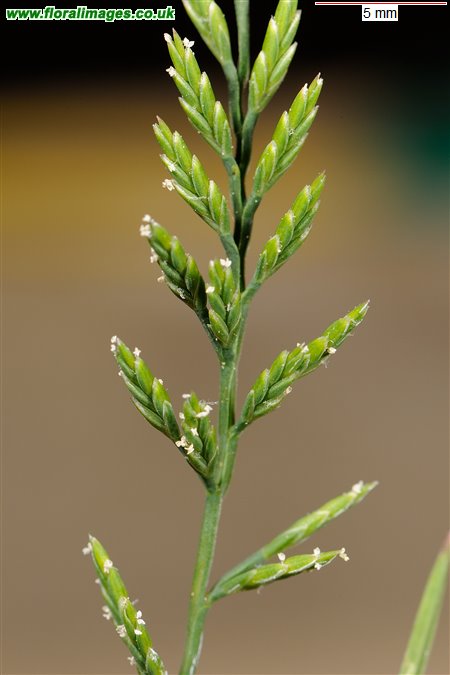 Catapodium rigidum